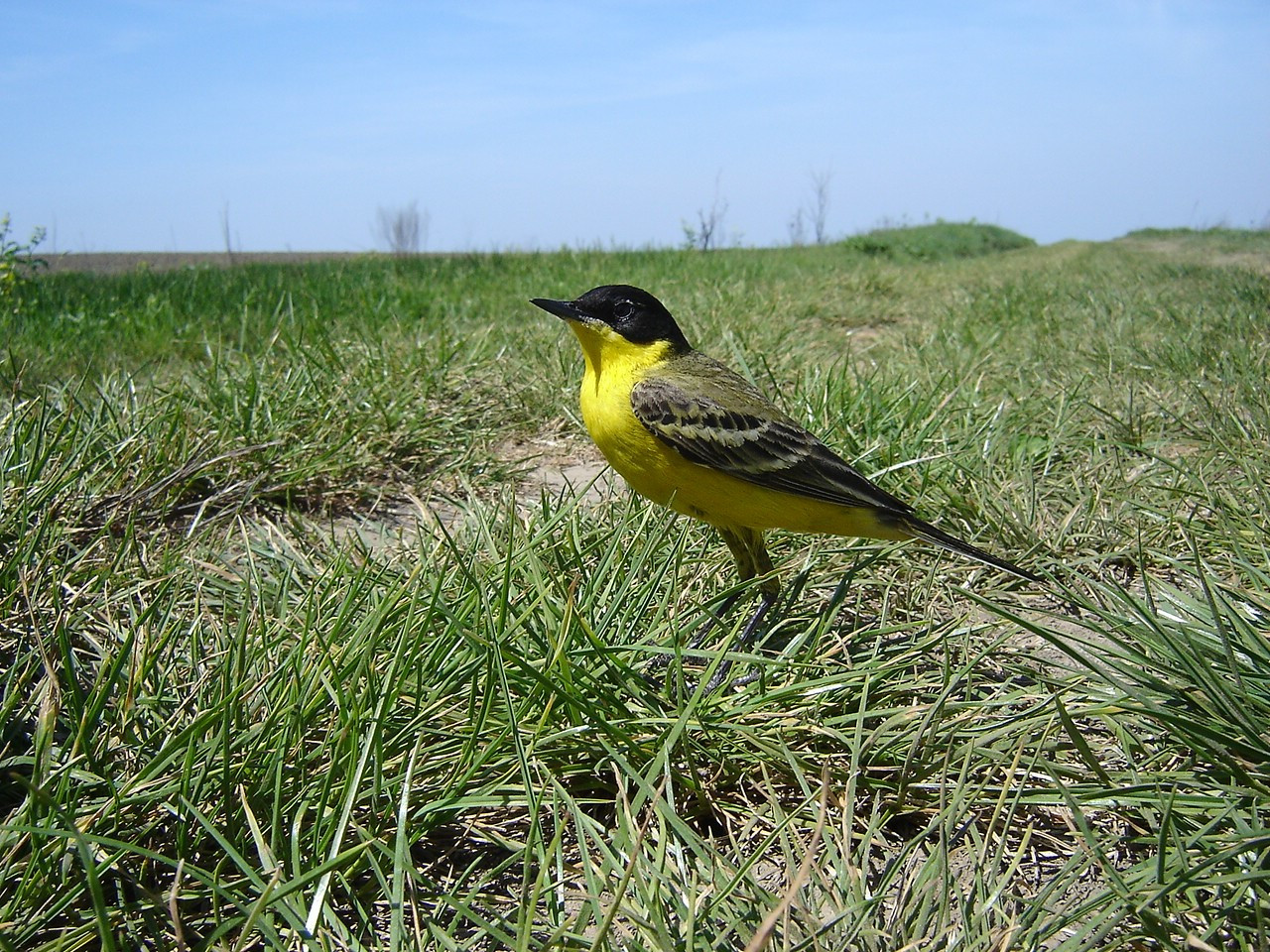 image Black-headed wagtail